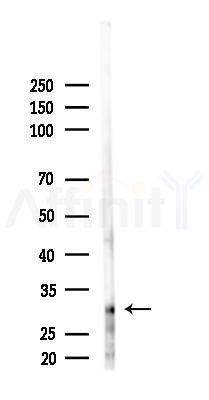 HOXB13 Antibody - Western blot analysis of lysates from Hela cells(starvation 24h treatment), using HOXB13 Antibody at 1/1000 dilution.
