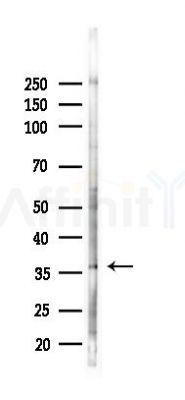 PARL Antibody - Western blot analysis of lysates from PC12 cells(LPS 4h treatment), using PARL Antibody at 1/1000 dilution.
