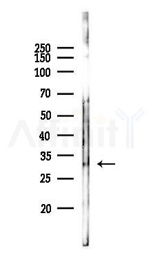 SLBP Antibody - Western blot analysis of lysates from Hela cells(starvation 24h treatment), using SLBP Antibody at 1/1000 dilution.