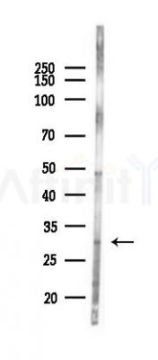 SLC25A38 Antibody - Western blot analysis of lysates from Mouse lung, using SLC25A38 Antibody at 1/1000 dilution.
