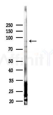 KA1 Antibody - Western blot analysis of lysates from PC12 cells(LPS 4h treatment), using KA1 Antibody at 1/1000 dilution.
