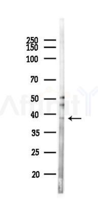 PIM3  Antibody - Western blot analysis of lysates from Mouse lung, using PIM3  Antibody at 1/1000 dilution.