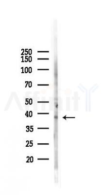 PIM3  Antibody - Western blot analysis of lysates from K562 cells(heat-shock 45min treatment), using PIM3  Antibody at 1/1000 dilution.