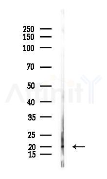 PIGY Antibody - Western blot analysis of lysates from Mouse lung, using PIGY Antibody at 1/1000 dilution.