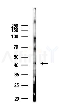 SPO11 Antibody - Western blot analysis of lysates from PC12 cells(LPS 4h treatment), using SPO11 Antibody at 1/1000 dilution.