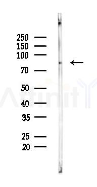 AOC2 Antibody - Western blot analysis of lysates from Rat liver, using AOC2 Antibody at 1/1000 dilution.
