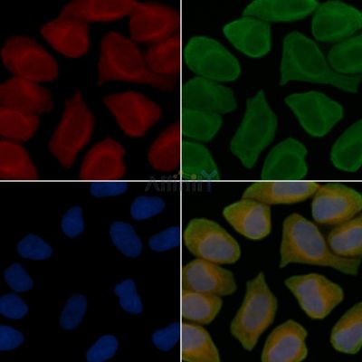 C14orf37 Antibody - DF14102 staining Hela cells(45min of heat-shock treatment) by IF/ICC.