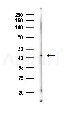 OLFML1 Antibody - Western blot analysis of lysates from Rat testis, using OLFML1 Antibody at 1/1000 dilution.