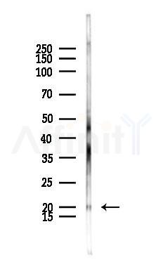 MAFF Antibody - Western blot analysis of lysates from Mouse testis, using MAFF Antibody at 1/1000 dilution.