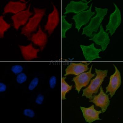 SKA1 Antibody - DF14130 staining Hela cells(45min of heat-shock treatment) by IF/ICC.