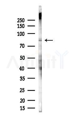 SOX13 Antibody - Western blot analysis of lysates from Rat brain, using SOX13 Antibody at 1/1000 dilution.