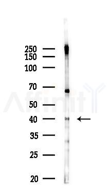 PDCL Antibody - Western blot analysis of lysates from PC12 cells(LPS 4h treatment), using PDCL Antibody at 1/1000 dilution.