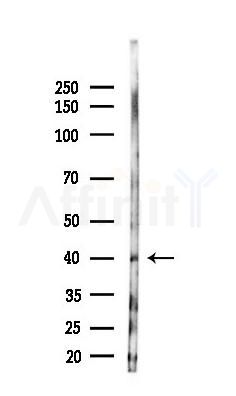BOULE Antibody - Western blot analysis of lysates from Hela cells(starvation 24h treatment), using BOULE Antibody at 1/1000 dilution.