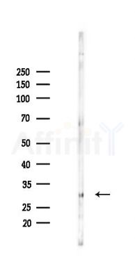CLDN16 Antibody - Western blot analysis of lysates from Mouse lung, using CLDN16 Antibody at 1/1000 dilution.