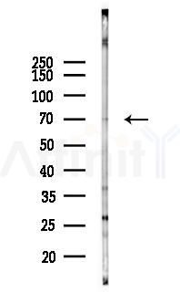 WDR76 Antibody - Western blot analysis of lysates from Mouse brain, using WDR76 Antibody at 1/1000 dilution.