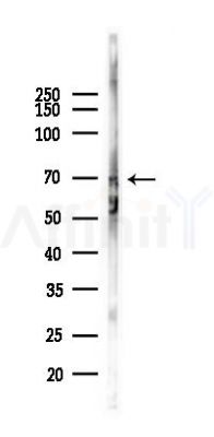 WDR48 Antibody - Western blot analysis of lysates from Mouse brain, using WDR48 Antibody at 1/1000 dilution.