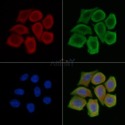 TXNDC6 Antibody - DF14308 staining Hela cells(45min of heat-shock treatment) by IF/ICC.