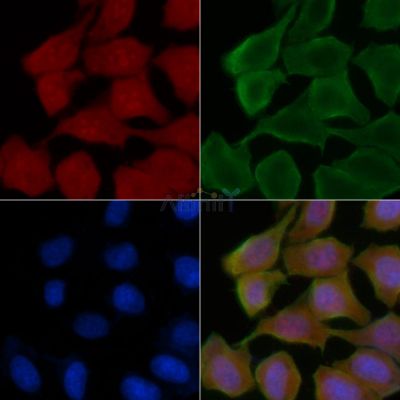 TXNL1 Antibody - DF14314 staining Hela cells(45min of heat-shock treatment) by IF/ICC.