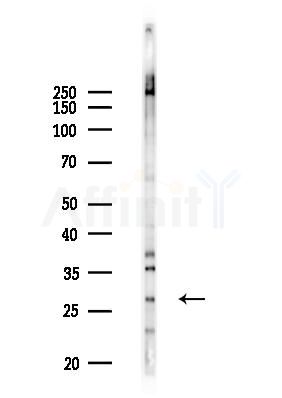 PEBP4 Antibody - Western blot analysis of lysates from RAW264.