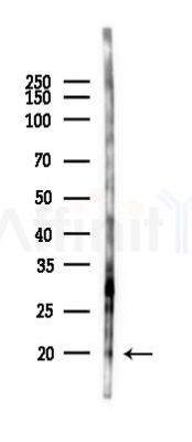 LY6G6D Antibody - Western blot analysis of lysates from HUVEC cells(starvation 24h treatment), using LY6G6D Antibody at 1/1000 dilution.