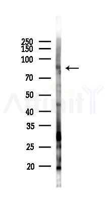 XPR1 Antibody - Western blot analysis of lysates from HUVEC cells(starvation 24h treatment), using XPR1 Antibody at 1/1000 dilution.