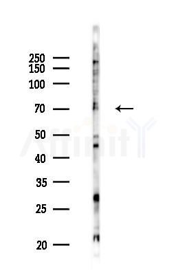 AF9 Antibody - Western blot analysis of lysates from PC12 cells(LPS 4h treatment), using AF9 Antibody at 1/1000 dilution.