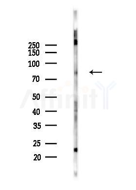 AF9 Antibody - Western blot analysis of lysates from Rat brain, using AF9 Antibody at 1/1000 dilution.