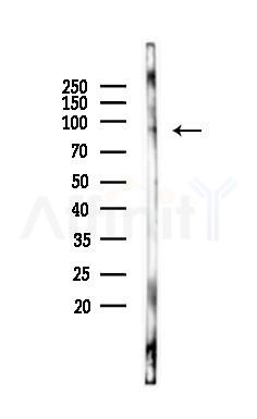 ASCC2 Antibody - Western blot analysis of lysates from Rat brain, using ASCC2 Antibody at 1/1000 dilution.