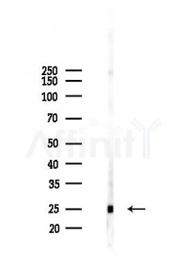 PPP1R11 Antibody - Western blot analysis of lysates from Rat brain, using PPP1R11 Antibody at 1/1000 dilution.