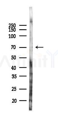 alpha 2b Adrenergic Receptor Antibody - Western blot analysis of lysates from HUVEC cells(starvation 24h treatment), using alpha 2b Adrenergic Receptor Antibody at 1/1000 dilution.