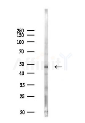 PSTPIP1 Antibody - Western blot analysis of lysates from RAW264.