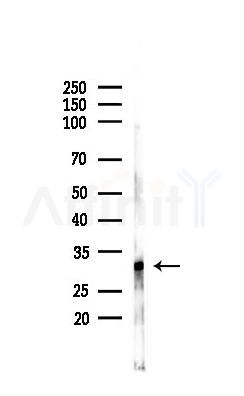 ALS2CR2 Antibody - Western blot analysis of lysates from Mouse lung, using ALS2CR2 Antibody at 1/1000 dilution.