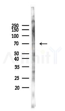 DDX41 Antibody - Western blot analysis of lysates from Mouse brain, using DDX41 Antibody at 1/1000 dilution.
