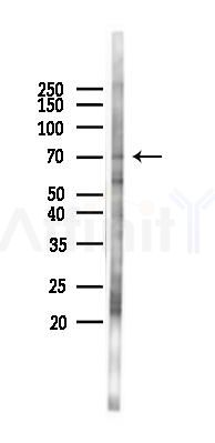 CGBP Antibody - Western blot analysis of lysates from Mouse brain, using CGBP Antibody at 1/1000 dilution.