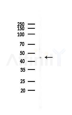 FBXO4 Antibody - Western blot analysis of lysates from B16F10-LUC cells(heat-shock 45min treatment), using FBXO4 Antibody at 1/1000 dilution.