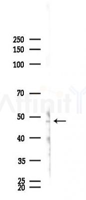 Legumain Antibody - Western blot analysis of lysates from K562 cells(starvation 24h treatment), using Legumain Antibody at 1/1000 dilution.