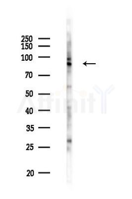 FBXO30 Antibody - Western blot analysis of lysates from PC12 cells(LPS 4h treatment), using FBXO30 Antibody at 1/1000 dilution.