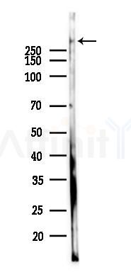 PTPN13 Antibody - Western blot analysis of lysates from Mouse brain, using PTPN13 Antibody at 1/1000 dilution.