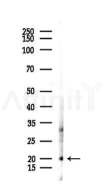 NKG7 Antibody - Western blot analysis of lysates from Mouse lung, using NKG7 Antibody at 1/1000 dilution.