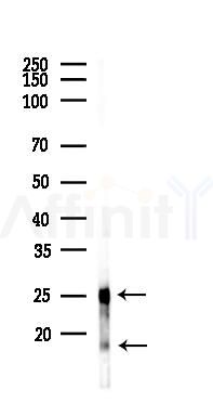 NKG7 Antibody - Western blot analysis of lysates from PC12 cells(LPS 4h treatment), using NKG7 Antibody at 1/1000 dilution.