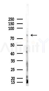 TOX Antibody - Western blot analysis of lysates from Mouse testis, using TOX Antibody at 1/1000 dilution.