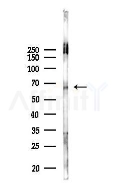 TRAF3IP2 Antibody - Western blot analysis of lysates from 293 cells(UV 30min treatment), using TRAF3IP2 Antibody at 1/1000 dilution.