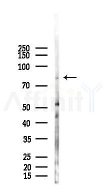 TGM3 Antibody - Western blot analysis of lysates from Mouse lung, using TGM3 Antibody at 1/1000 dilution.