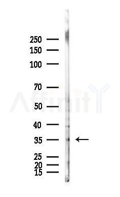 POU6F1 Antibody - Western blot analysis of lysates from Mouse lung, using POU6F1 Antibody at 1/1000 dilution.