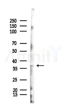 KCTD13 Antibody - Western blot analysis of lysates from Mouse testis, using KCTD13 Antibody at 1/1000 dilution.