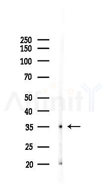 NOXO1 Antibody - Western blot analysis of lysates from Rat lung, using NOXO1 Antibody at 1/1000 dilution.