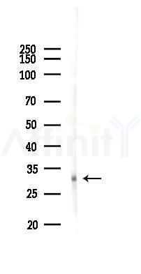 F2RL1 Antibody - Western blot analysis of lysates from Hela cells(heat-shock 45min treatment), using F2RL1 Antibody at 1/1000 dilution.
