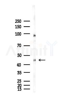 EVX2 Antibody - Western blot analysis of lysates from Mouse lung, using EVX2 Antibody at 1/1000 dilution.