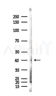 TFB1M Antibody - Western blot analysis of lysates from Rat brain, using TFB1M Antibody at 1/1000 dilution.