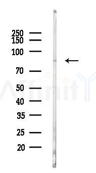AMHR2 Antibody - Western blot analysis of lysates from Mouse testis, using AMHR2 Antibody at 1/1000 dilution.